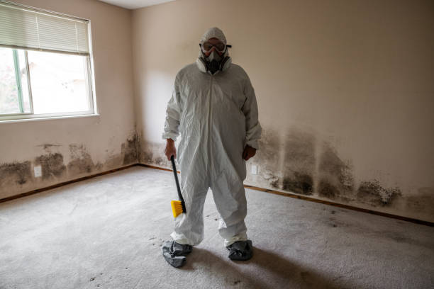Best Basement Mold Removal  in Lake Bryan, TX